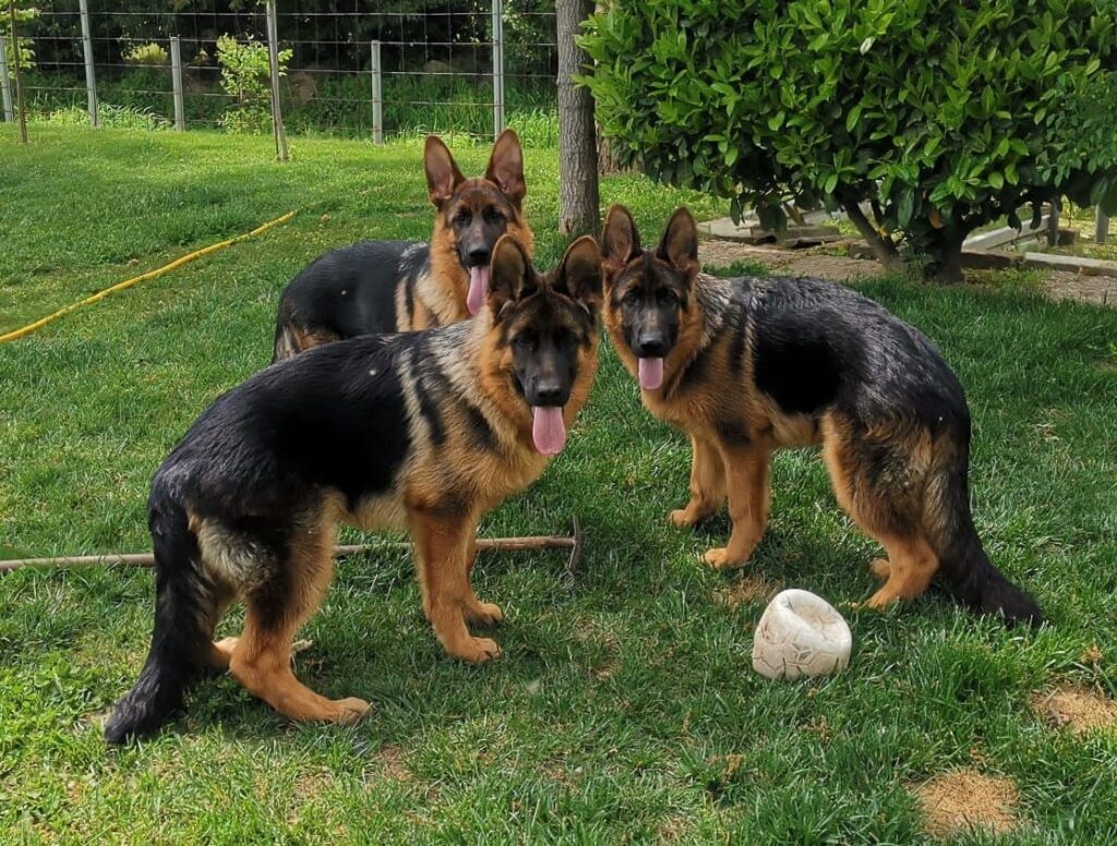 Tre femmine provenienti dal nostro allevamento di Pastore Tedesco