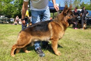 Il pastore tedesco in posizione all'esposizione di bellezza.