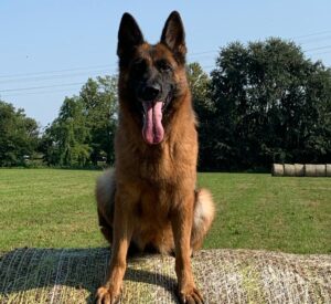 Il cane è seduto con le orecchie dritte.