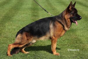 Il pastore tedesco maschio è sull'erba in posizione.