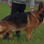 Saul della Valcuvia è a casa mia.